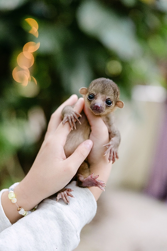 Baby animal in hands, tiny animal close up with wide eyes, cradled gently beside a beaded bracelet against green bokeh foliage