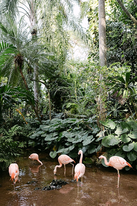 Flamingos in pond, pink flamingos wading and feeding in shallow water amid lush tropical plants and palm trees backdrop
