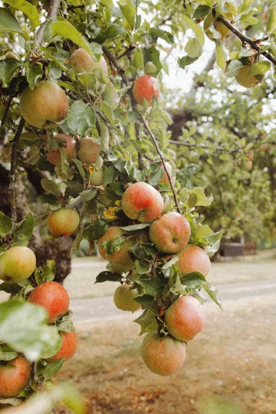 Apple tree in an apple orchard with red and green apples hanging among green leaves beside a dirt path and grass, orchard trees behind