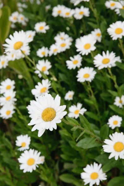 Daisy flowers in a white daisy bouquet with green leaves, shown close up against lush garden greenery for a fresh, simple look