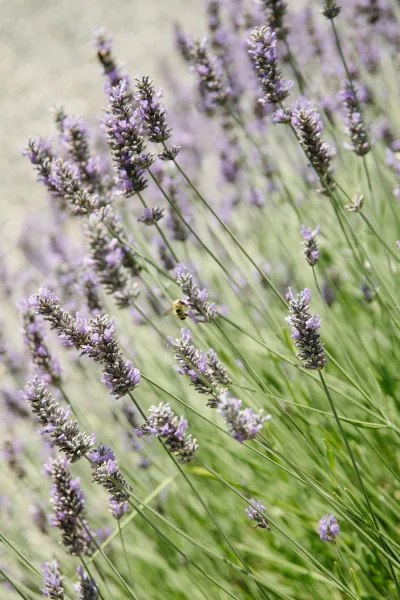 Lavender flowers with purple lavender blooms on slender stems, clustered against green foliage in a garden field background
