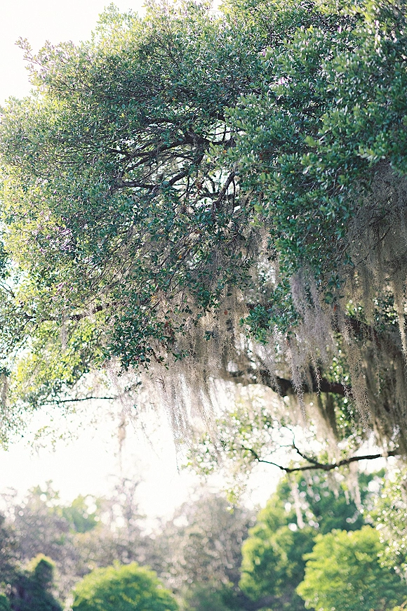 Wedding tree decor with hanging moss draped from branches, creating a natural outdoor wedding canopy amid green leaves and sky