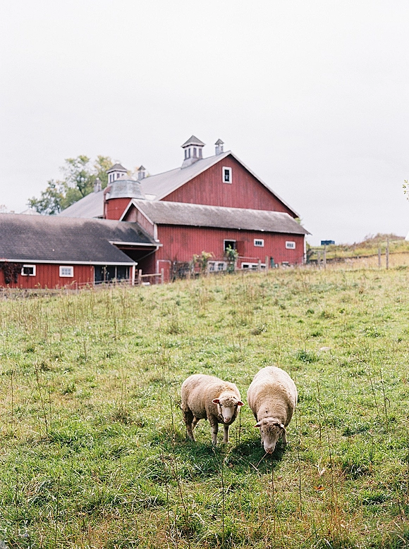 Farm wedding venue with a red barn and sheep behind fence posts in a grassy pasture, framed by trees and open sky