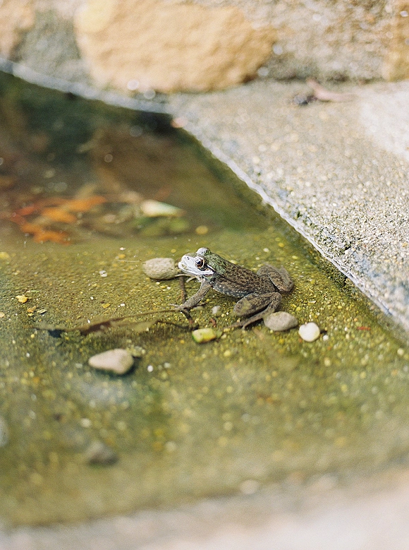 Frog close-up resting on a rock in shallow water, surrounded by pebbles and algae along a stone pond edge