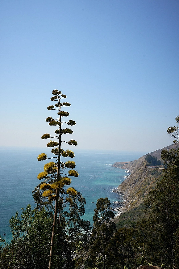 Coastal landscape with ocean cliff view, rocky coastline and cliffs below, plus a flowering agave stalk on the hillside under blue sky