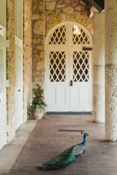 Peacock photo of a peacock on patio walking away along a tiled courtyard walkway by white arched doors and stone wall, potted plant nearby