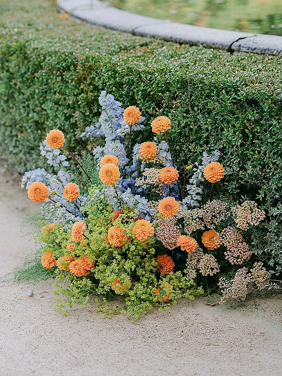 Wedding aisle flowers in an aisle ground floral arrangement with orange dahlia and blue delphinium accents beside a trimmed hedge on gravel path