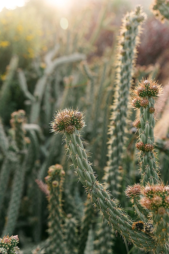 Desert cactus close up showing cactus buds and sharp spines, backlit with warm sun flare against softly blurred desert plants
