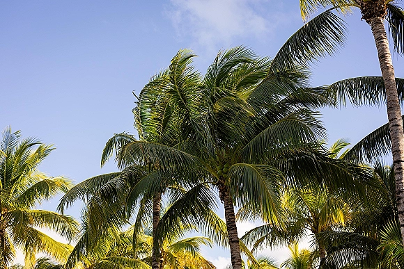 Palm trees with a tropical palm canopy, fronds stretching upward against a blue sky with scattered clouds in bright sunlight