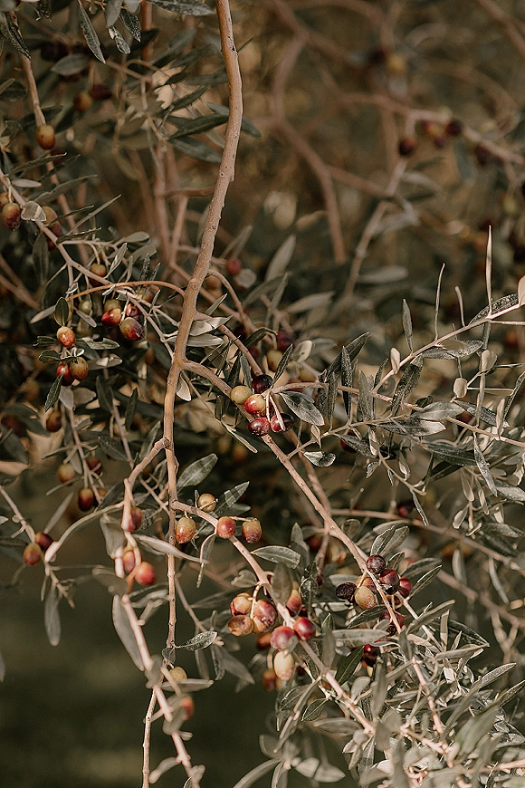 Olive branch detail with fresh olives and layered leaves, softly lit against blurred greenery for organic wedding decor styling