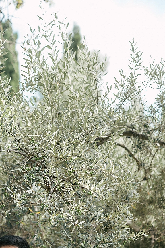 Olive tree branches with glossy olive leaves and ripe olives reaching toward a bright sky in an outdoor garden setting
