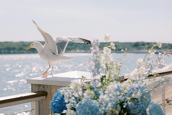 Seagull photo of a seagull with wings open perched on a wooden railing, blue hydrangeas nearby, with water and shoreline behind.