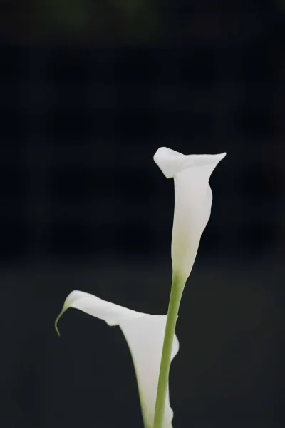 Calla lily close-up of a white calla lily flower on a single green stem against a stark black backdrop, minimalist studio portrait