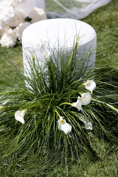 Calla lily arrangement for ceremony aisle flowers, sculptural stems framed by lush greenery with artful detail