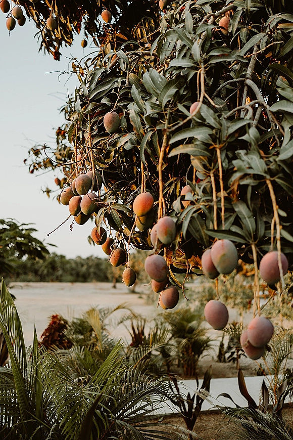 Mango tree with mango tree branch showing ripe mangoes hanging among lush leaves, set in a tropical orchard with palm plants and open sky