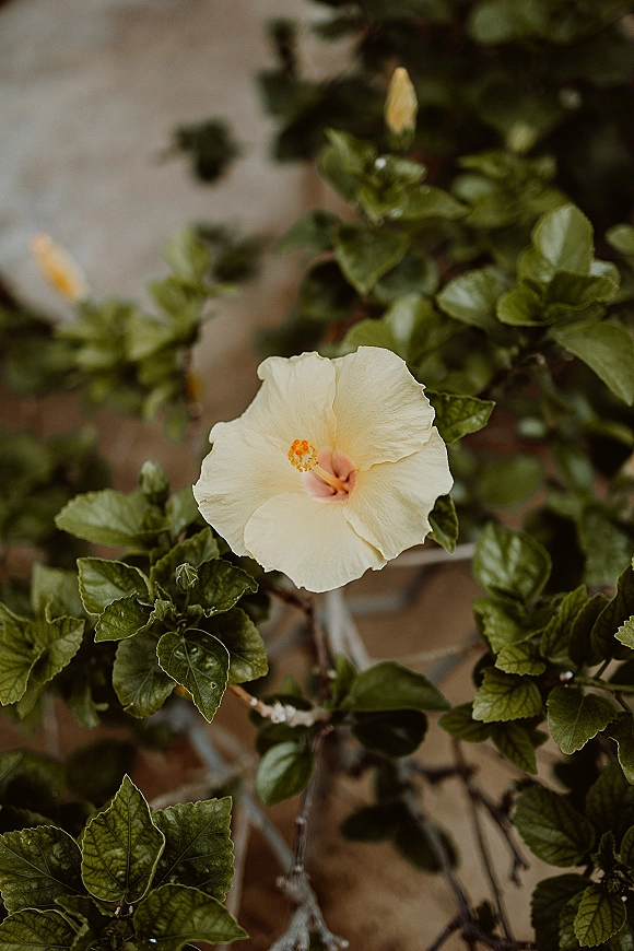 Hibiscus flower close-up of a white hibiscus flower with pale yellow stamens, framed by green leaves and buds in a garden setting