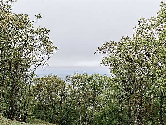 Woodland landscape with forest treeline view under a dense canopy, distant hills fading into a misty horizon beneath an overcast sky