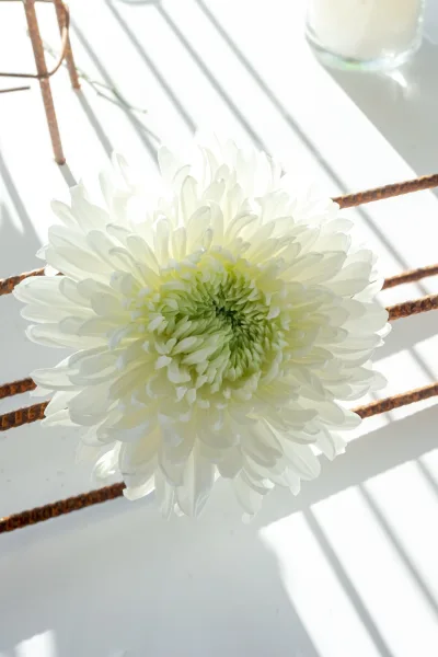 White flower close-up of a white chrysanthemum resting on a white tabletop with sunlit shadows beside a glass candle holder and rusted grid