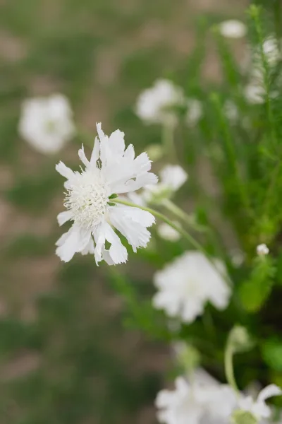 White flower close-up of a white scabiosa flower, its textured pincushion center framed by soft greenery, captured with delicate detail