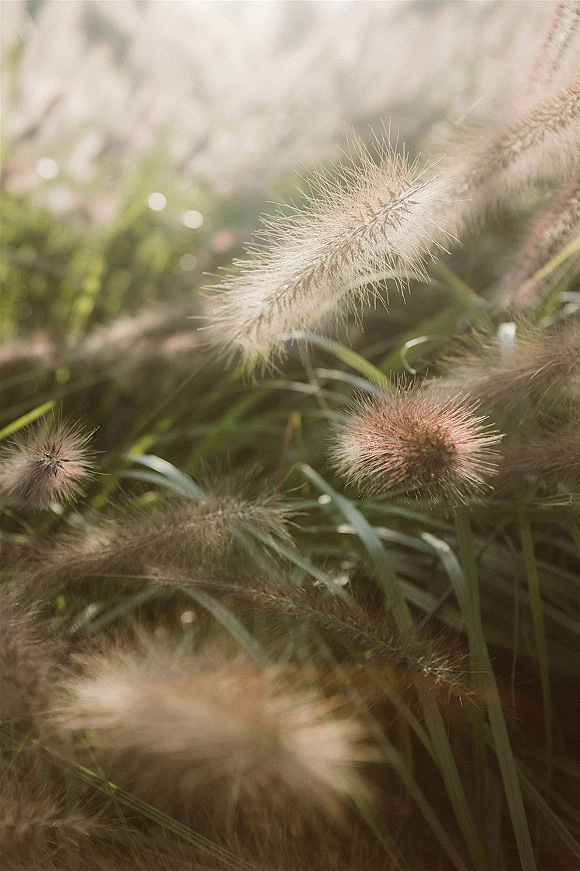 Pampas grass close-up in wedding decor, showing feathery plumes in soft light against green garden foliage for boho styling