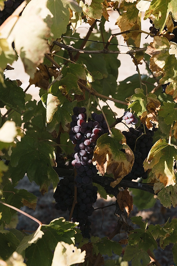 Grapevine close-up with vineyard grapes on vine, a purple grape cluster among leaves and branches in warm sunlight with dappled shadows