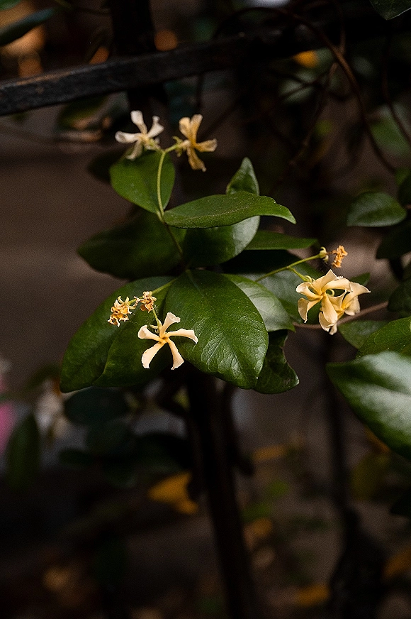 Wedding floral detail with white wedding flowers and glossy green leaves draped on a vine, set against dark foliage and stems