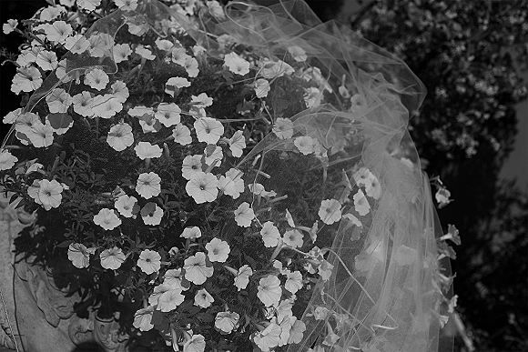 Bridal veil portrait of a bride hidden by bouquet, tulle veil draped over white flowers with soft garden foliage behind