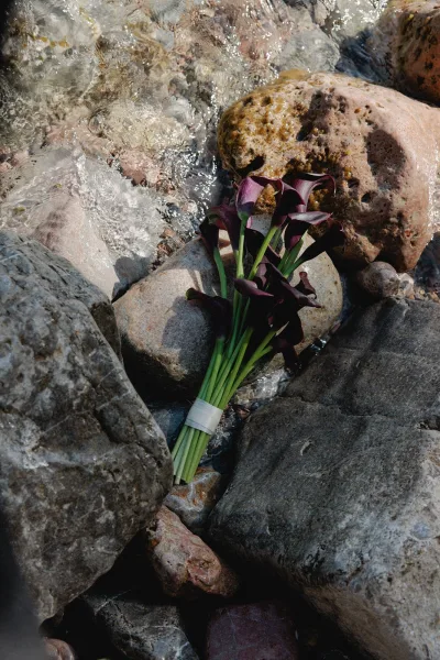 Calla lily bouquet with dark purple blooms and white ribbon-wrapped stems resting on shoreline rocks beside ocean water