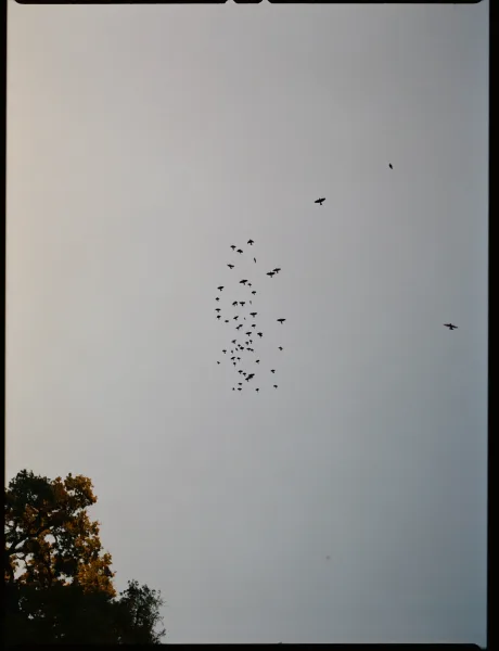 Birds in sky, a distant flock of birds flying overhead as dark silhouettes in a soft blue sky above treetop canopy edges