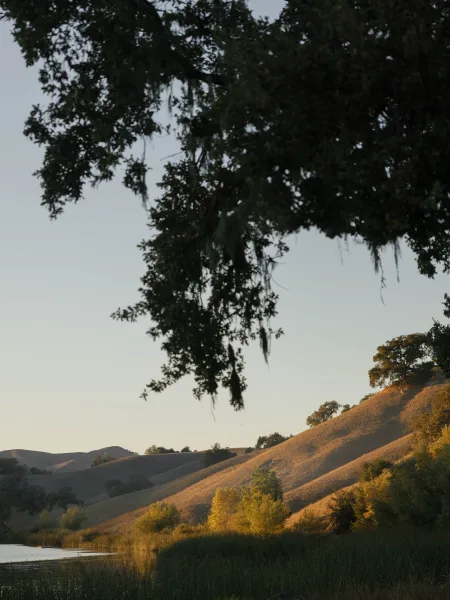 Outdoor landscape at golden hour with rolling hills, a calm lake shoreline, and oak branches draped in hanging moss framing the sky