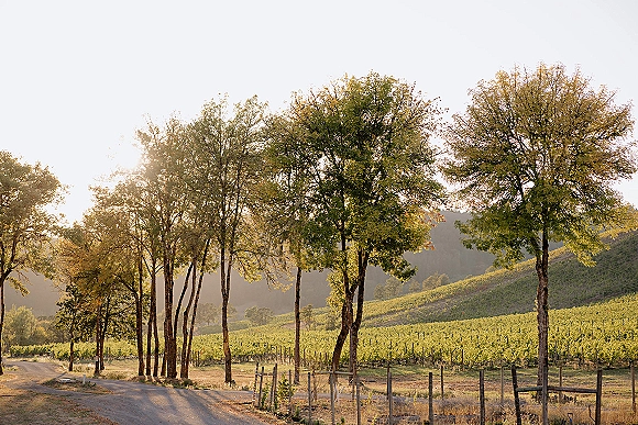 Vineyard landscape at sunset with a dirt road beside a fence, glowing over vineyard rows, trees, rolling hills, and sunlit sky