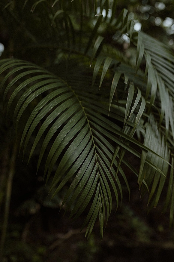 Tropical greenery with palm leaves layered in dense garden foliage, creating a moody leafy backdrop with deep shadows