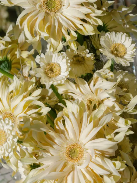 Floral close-up of ivory gerbera daisies with soft greenery, their ruffled petals framed by green stems in a clear glass vase.