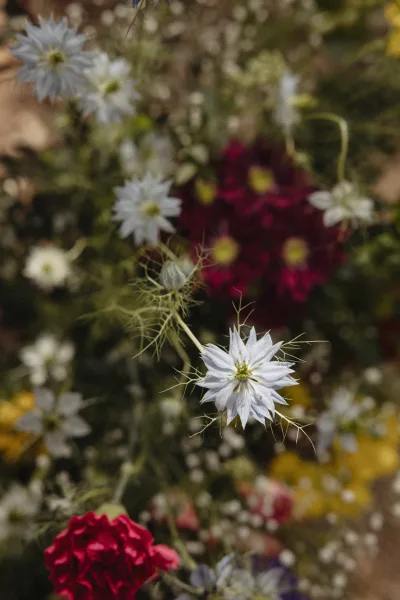Wedding florals with wildflower wedding flowers in red and white blooms and airy greenery, set against blurred garden foliage
