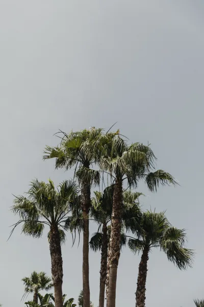 Palm trees reaching into a blue gray sky, palm fronds forming a sparse canopy with clean negative space backdrop