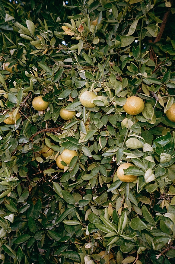 Citrus tree with orange tree branches holding bright fruit and glossy green leaves under a dense shrub canopy backdrop