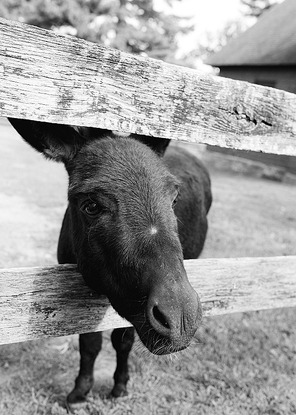 Donkey portrait close up with soft muzzle and alert ears behind a weathered wood fence, with grass, trees, and a barn behind