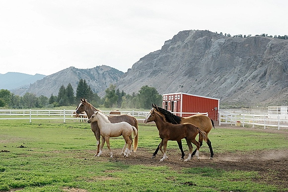 Horses in pasture graze and run across a grassy field by a white fence, with a red barn and mountains under a cloudy sky