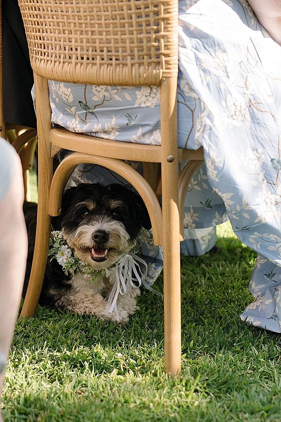 Wedding dog lounging on a wicker chair with a floral dog collar and white ribbon bow, set on a grass lawn in outdoor light