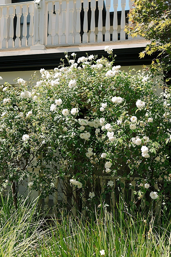Garden rose bushes with white roses in bloom and dense green foliage beside a house exterior with balcony railing and porch columns