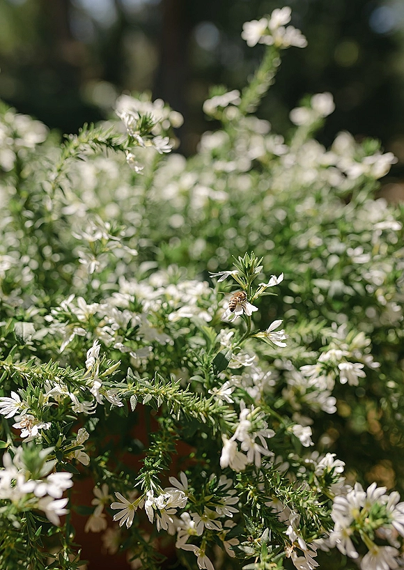 White wedding florals in a white flower centerpiece with green foliage as a honeybee rests on blooms in a sunlit garden backdrop