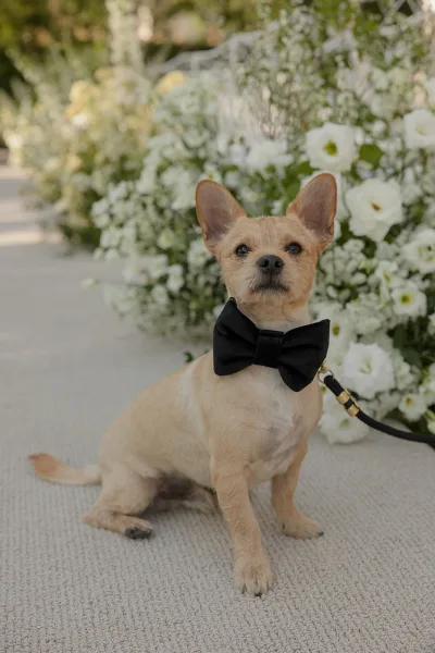 Wedding dog portrait featuring a dog in bow tie sitting on the ceremony aisle runner, framed by lush garden greenery.