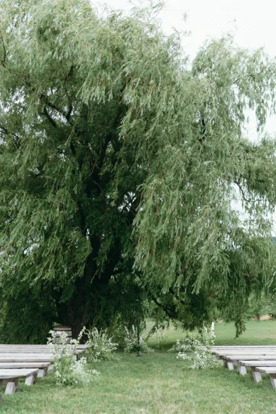 Outdoor ceremony setup with garden ceremony seating on wood benches, lined with white flowers and greenery beneath a large tree on grass lawn
