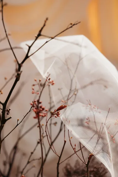 Wedding veil draped on branches, tulle bridal veil catching warm sunlight with dried buds against a soft beige wall backdrop