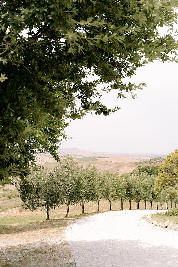 Countryside landscape with an olive tree grove lining a gravel path with stone edging, framed by rolling hills, fields, and open sky