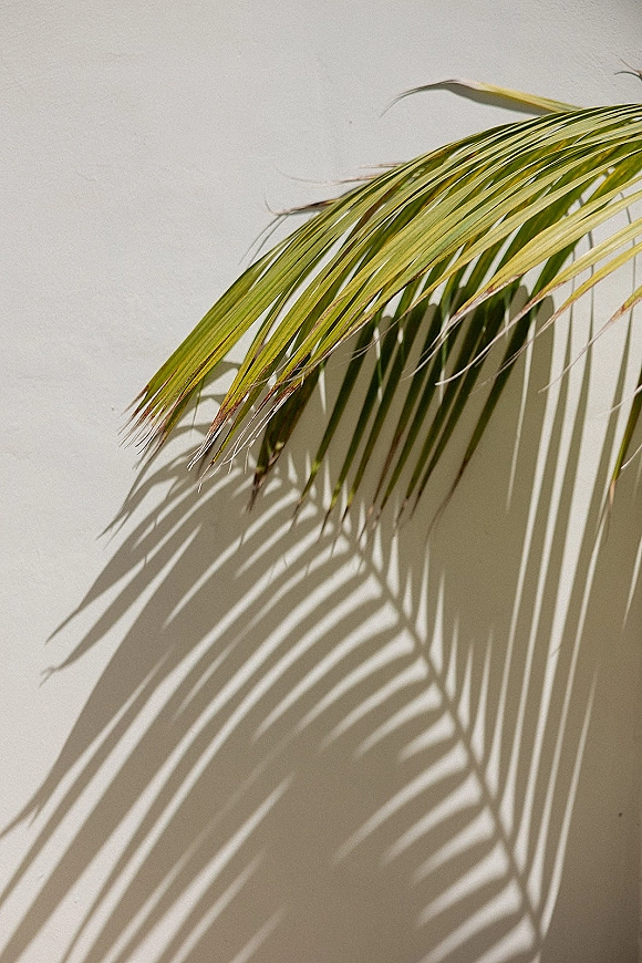 Palm leaf shadow cast by a palm frond across a sunlit white wall, creating a soft tropical pattern for wedding detail photos