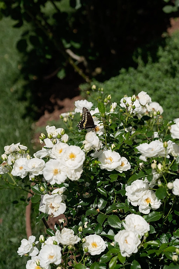 White garden roses on a white rose bush with rosebuds and green leaves, a butterfly resting on a bloom in a sunlit garden bed