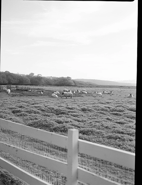 Pasture landscape with sheep grazing field near a wooden fence, set against grassy shrubs, distant rolling hills, and wide open sky
