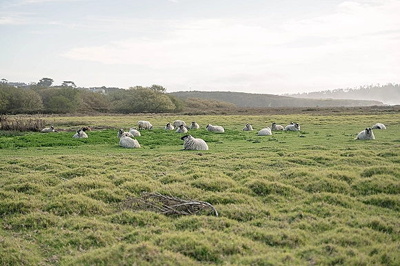Sheep pasture with a flock of sheep grazing in a grassy field, with shrubs and distant rolling hills softened by haze under open sky