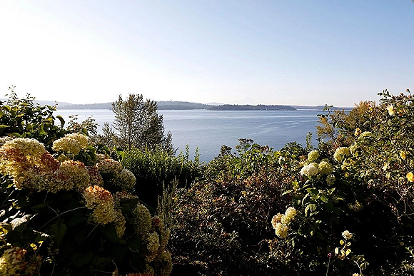 Waterfront landscape with ocean view garden, hydrangea bushes in the foreground overlooking blue water, distant shoreline hills, and sky